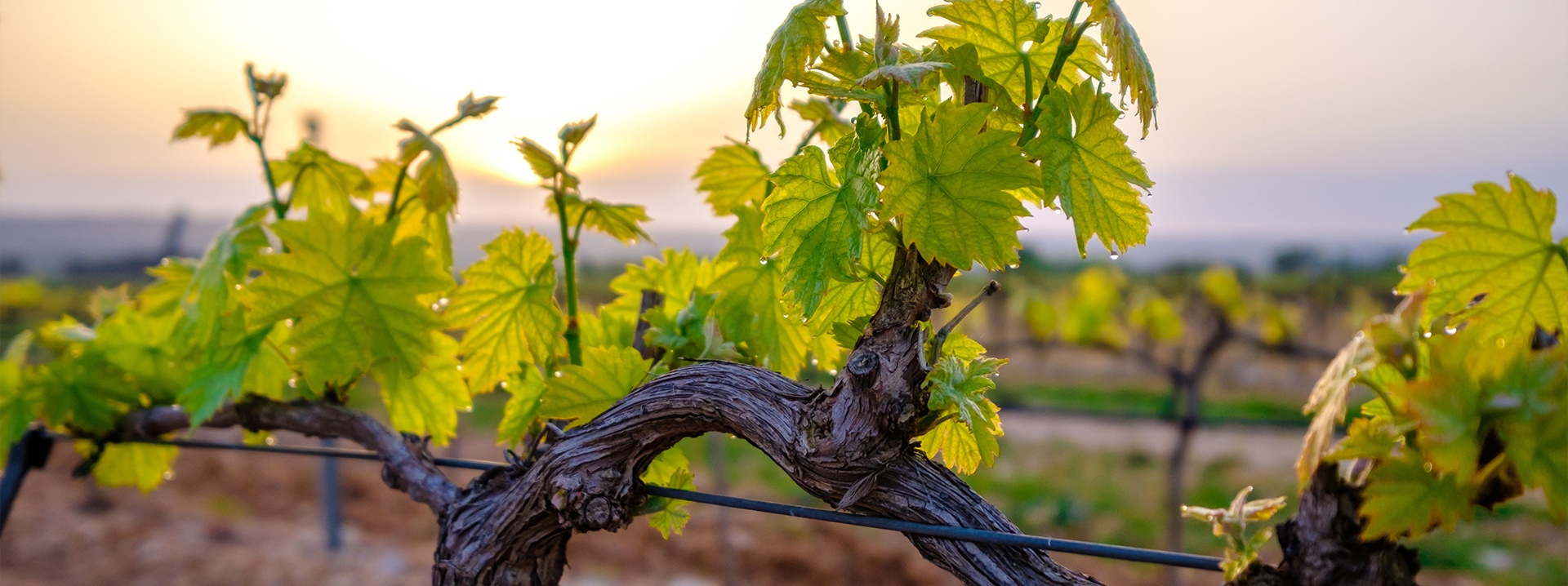 Domaine la Rose