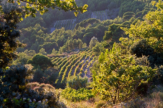 Domaine le Clos de Cazaux