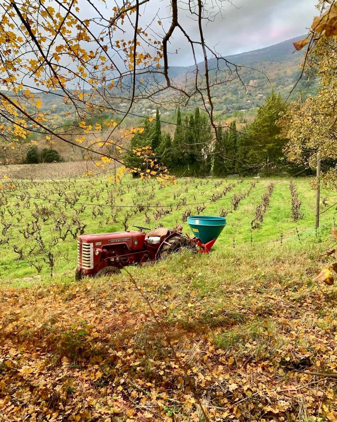 Domaine Le Petit Fils