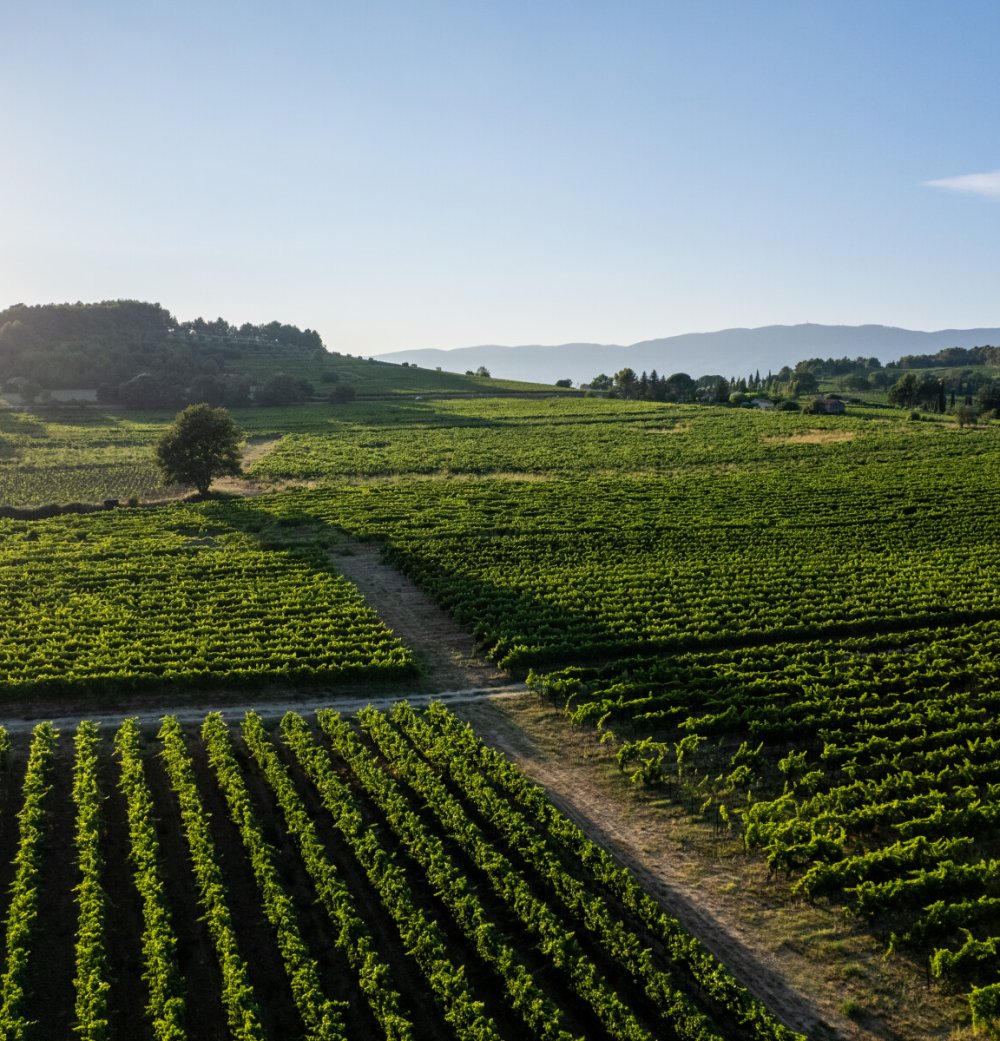 Domaine le Novi