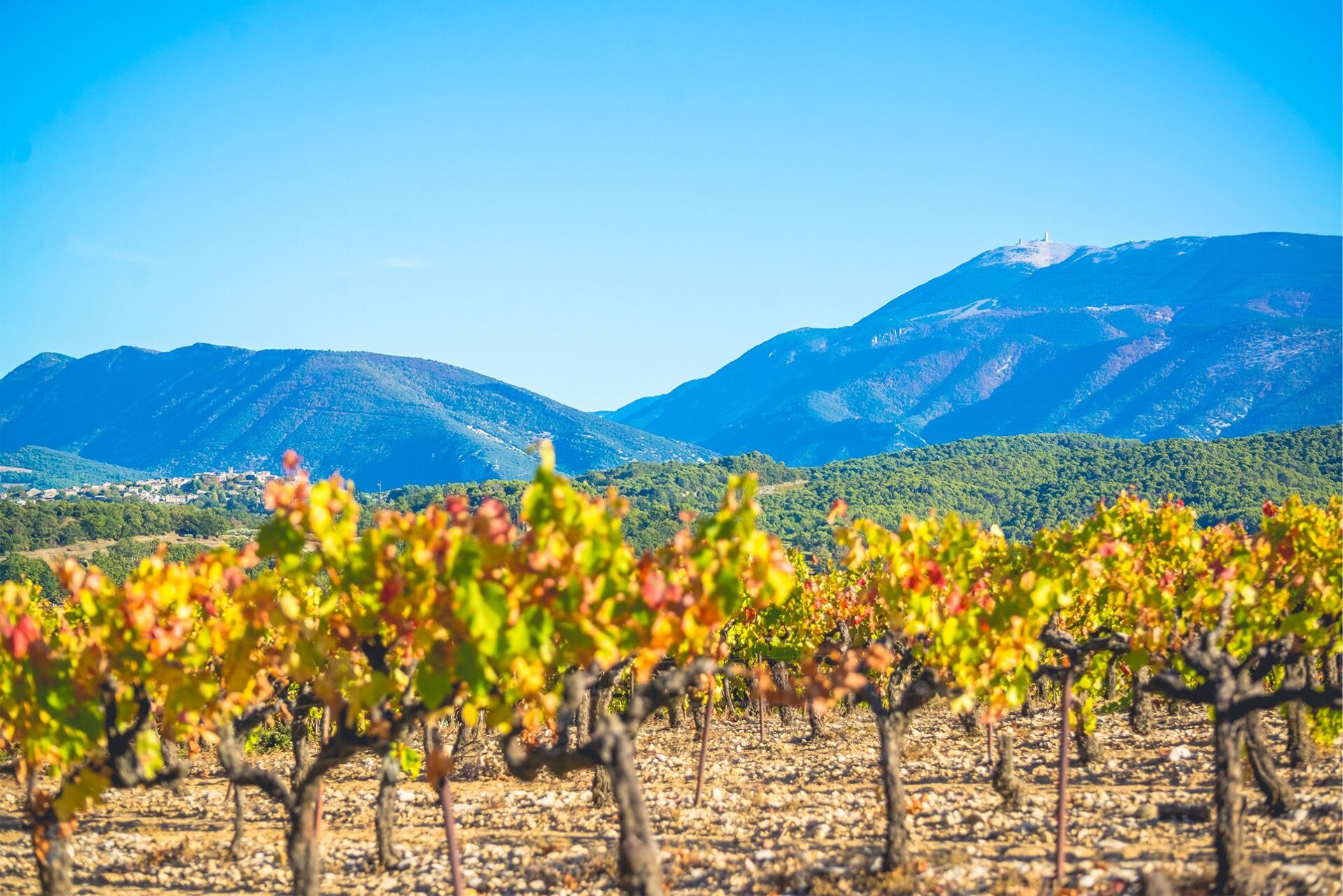 Domaine le Puy du Maupas