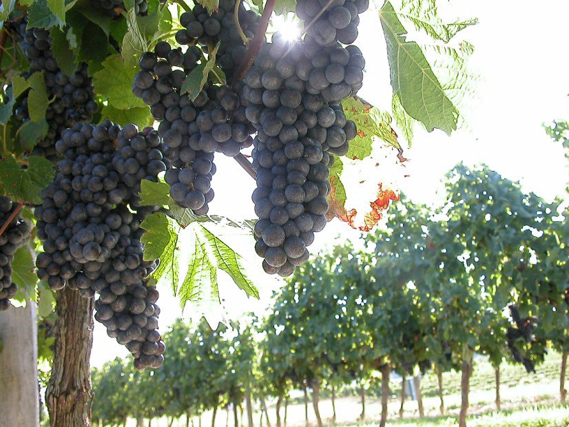Domaine les Bertins