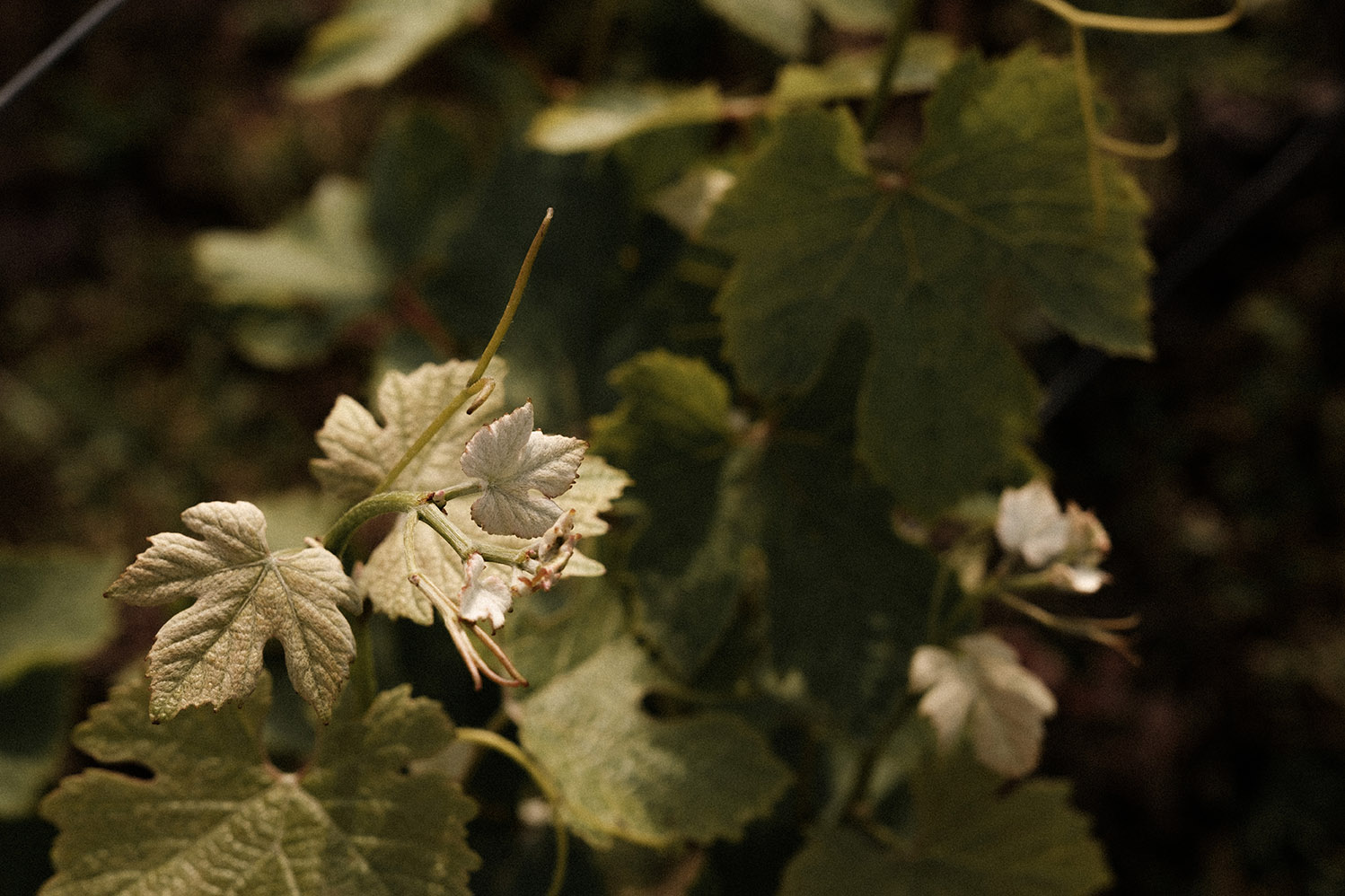 Domaine les Pierres Ecrites
