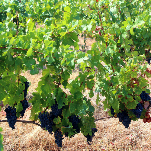Domaine les Vignes des Garbasses