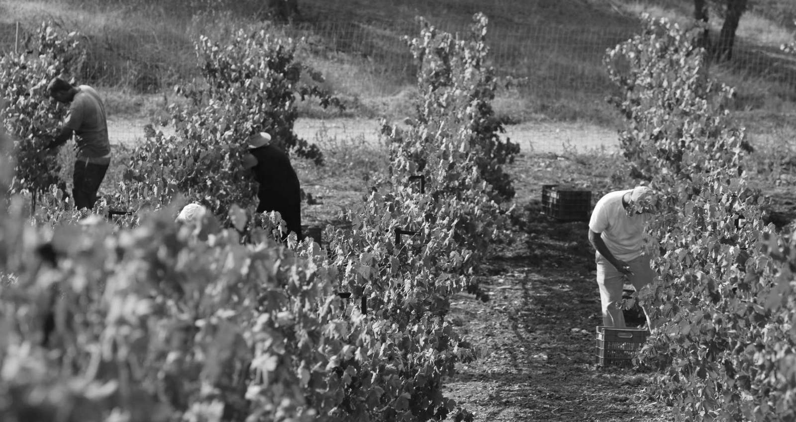 Klados Winery