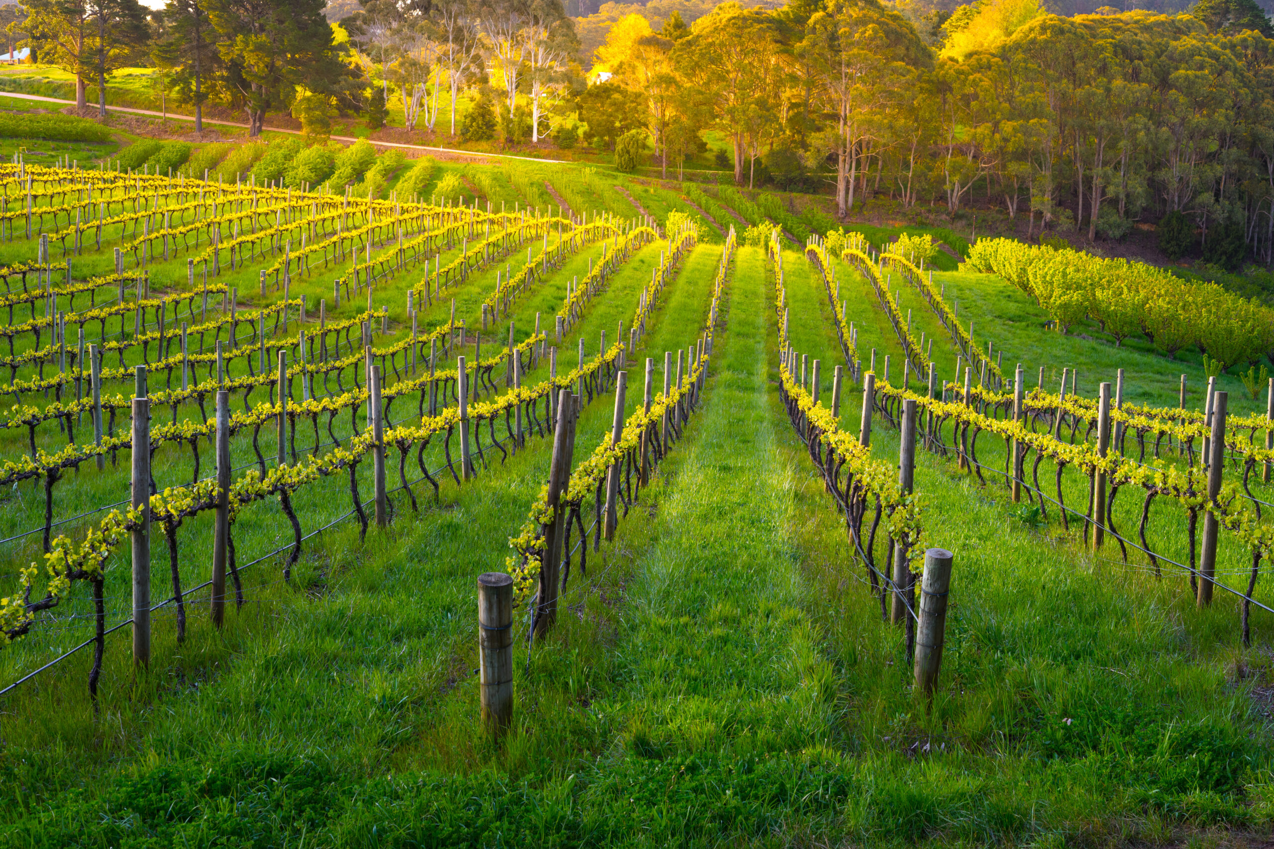Louloudis Winery