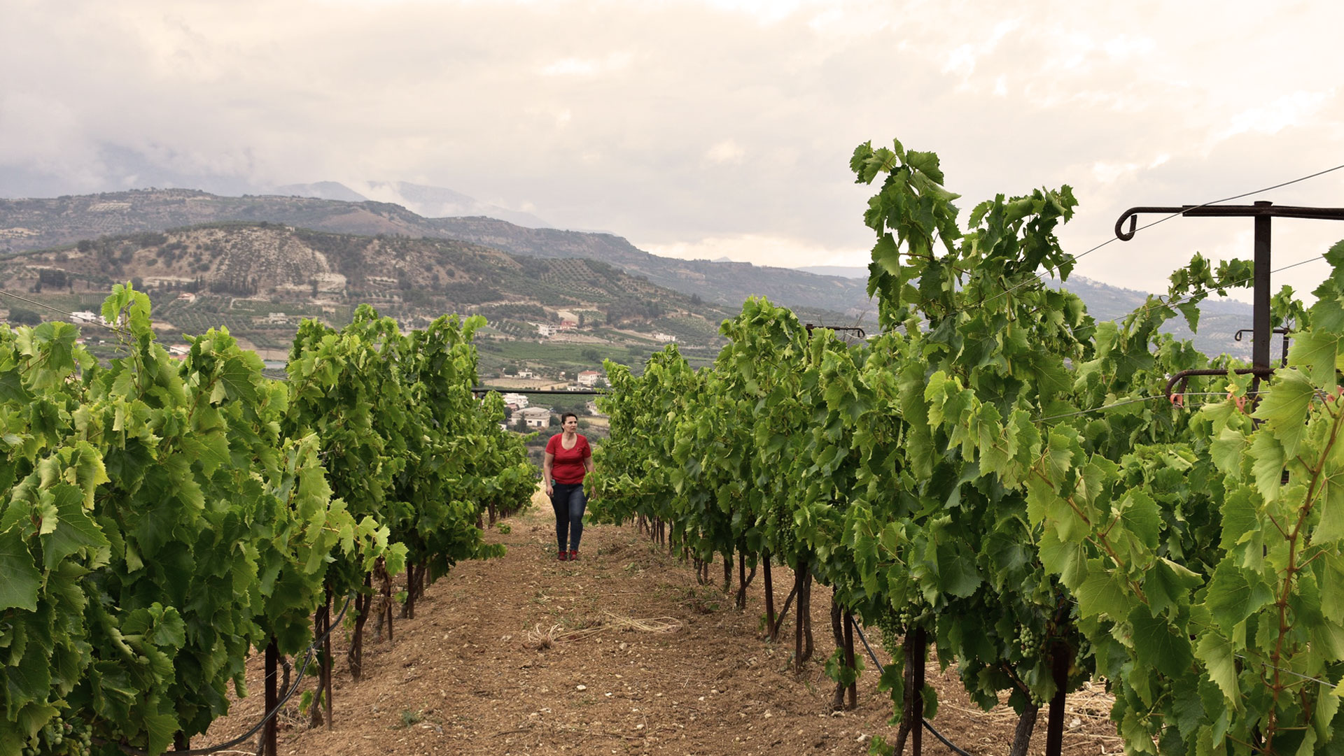 Winery Efrosini