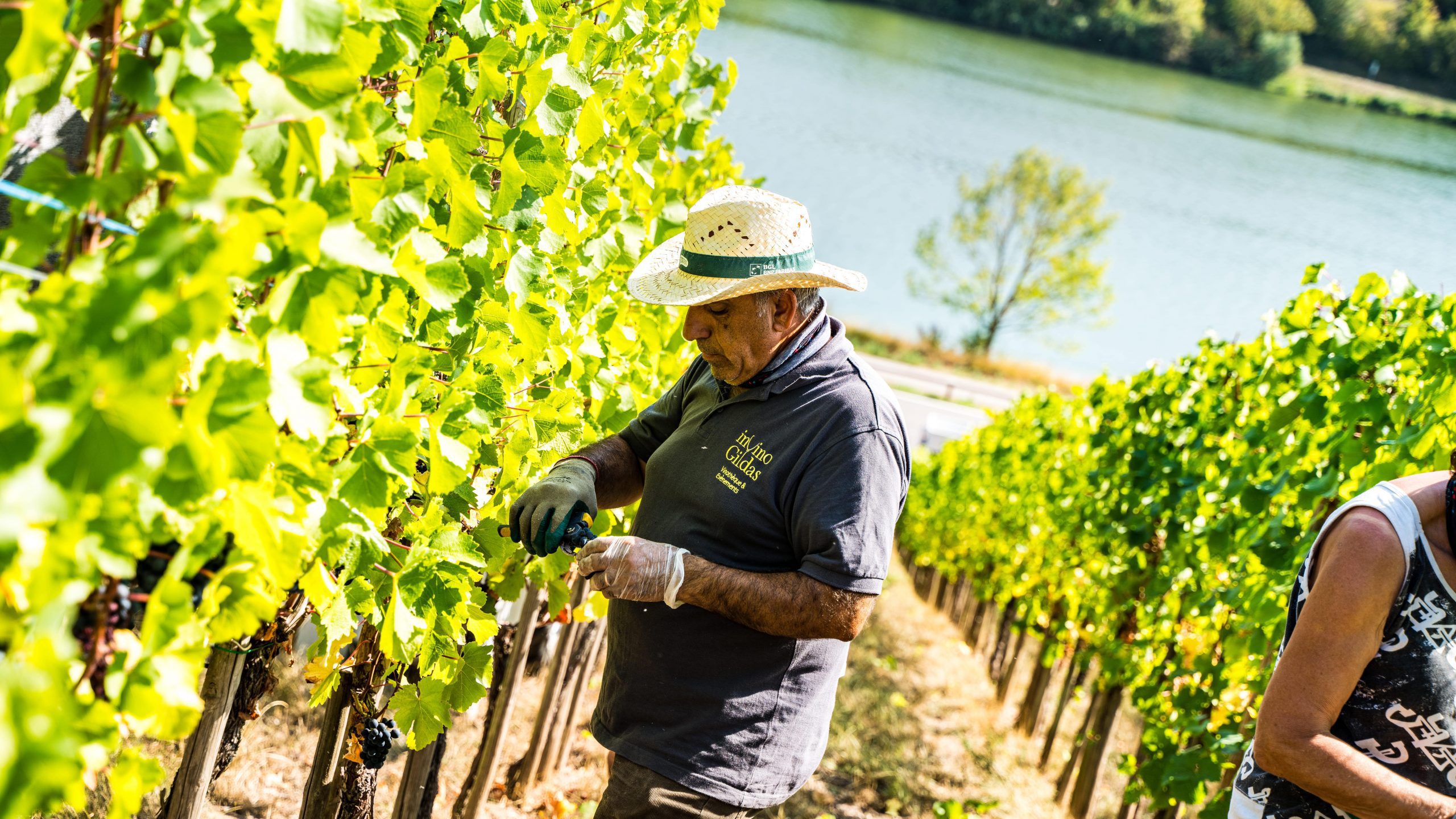 Domaine Viticole Schlink
