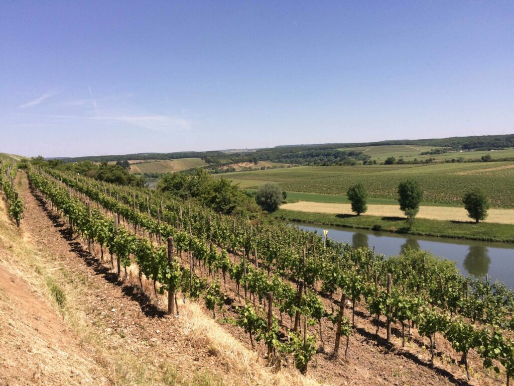 Domaine Cep D’or