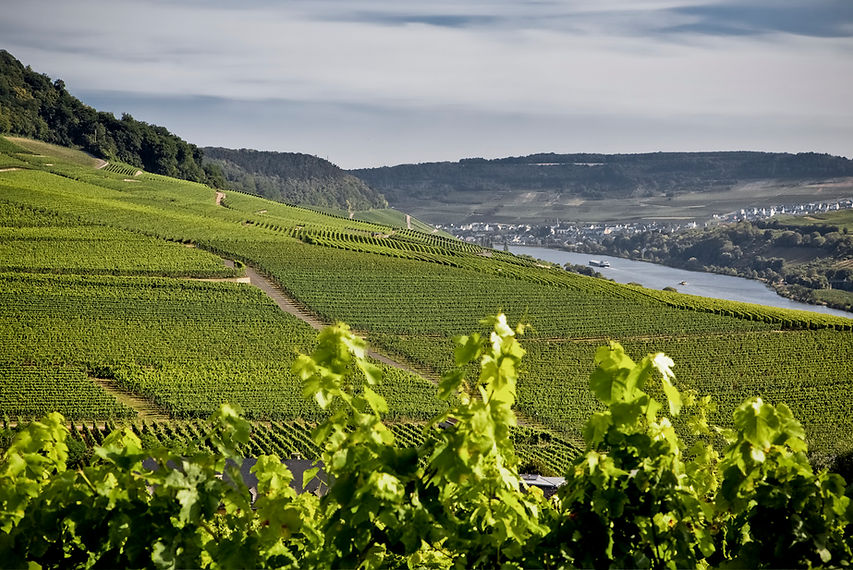 Domaine Clos des Rochers
