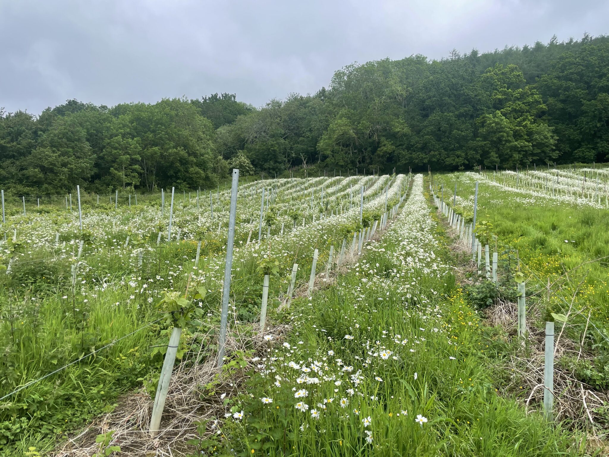 Abberley Hills Vineyard