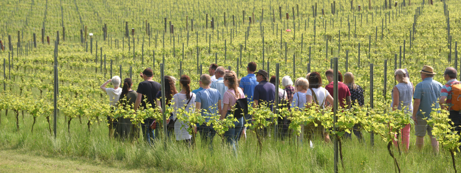 Albury Organic Vineyard