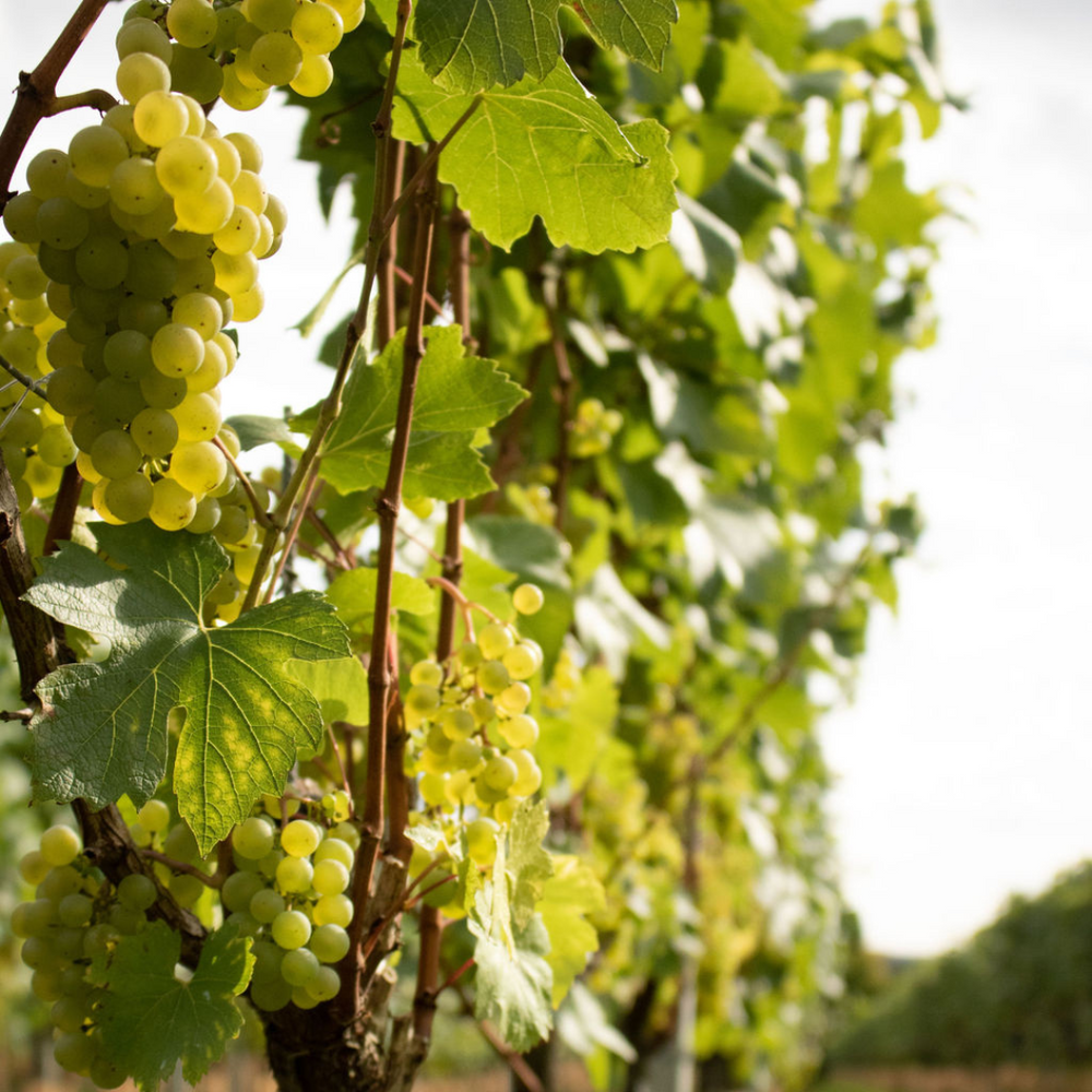Bluestone Vineyard Ltd