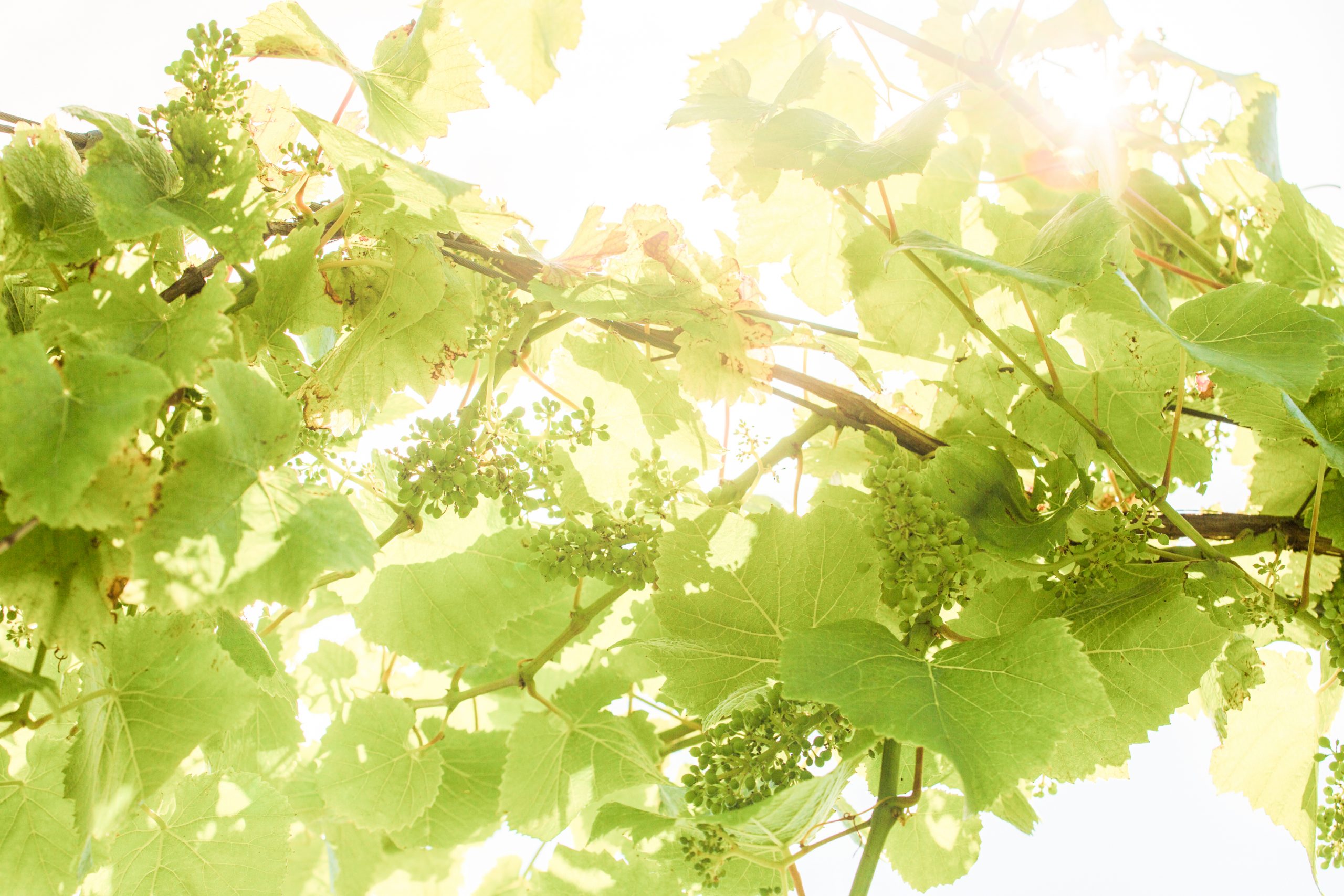 Brabourne Vineyard