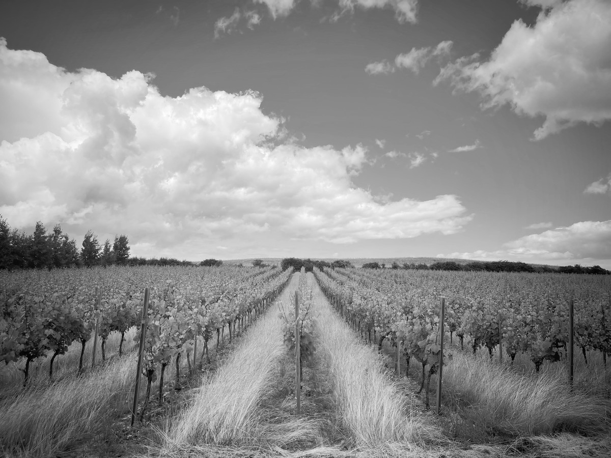Burn Valley Vineyard