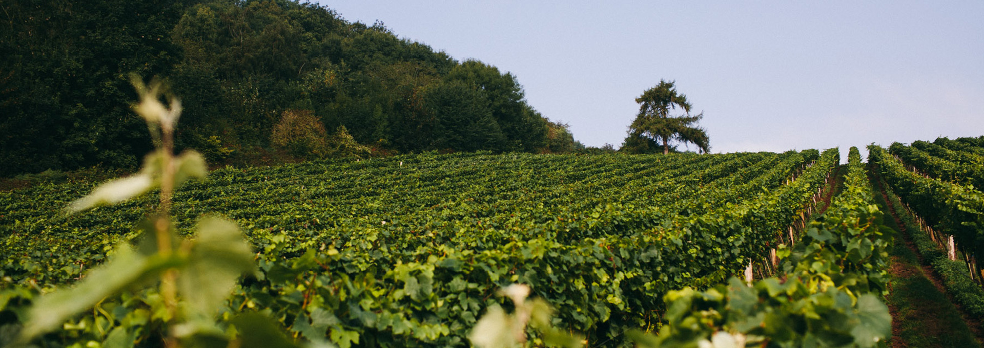 Castle Brook Vineyard