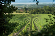 Chapel Down