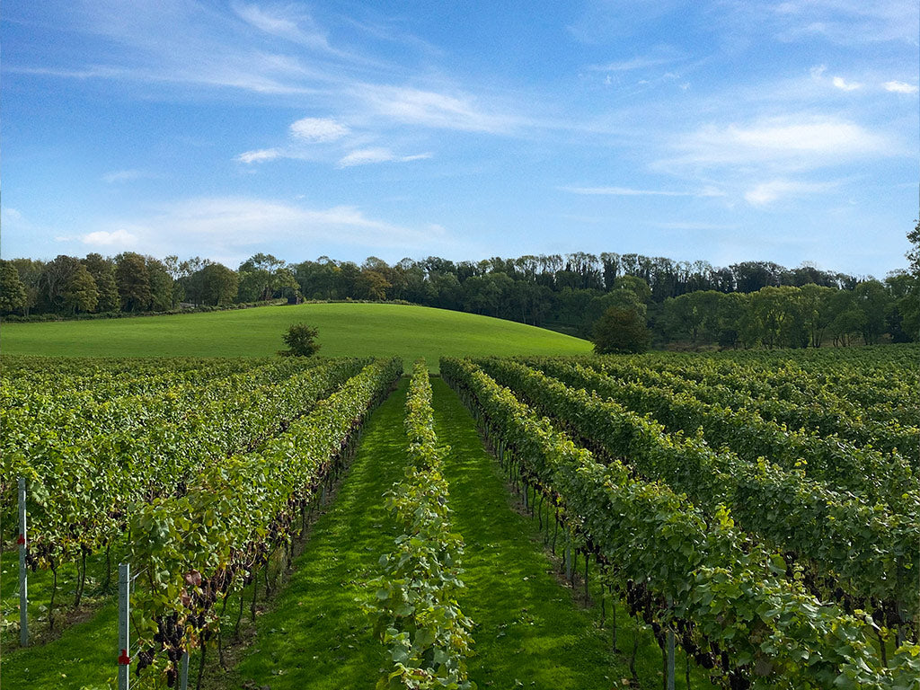 Chilcomb Valley Wines