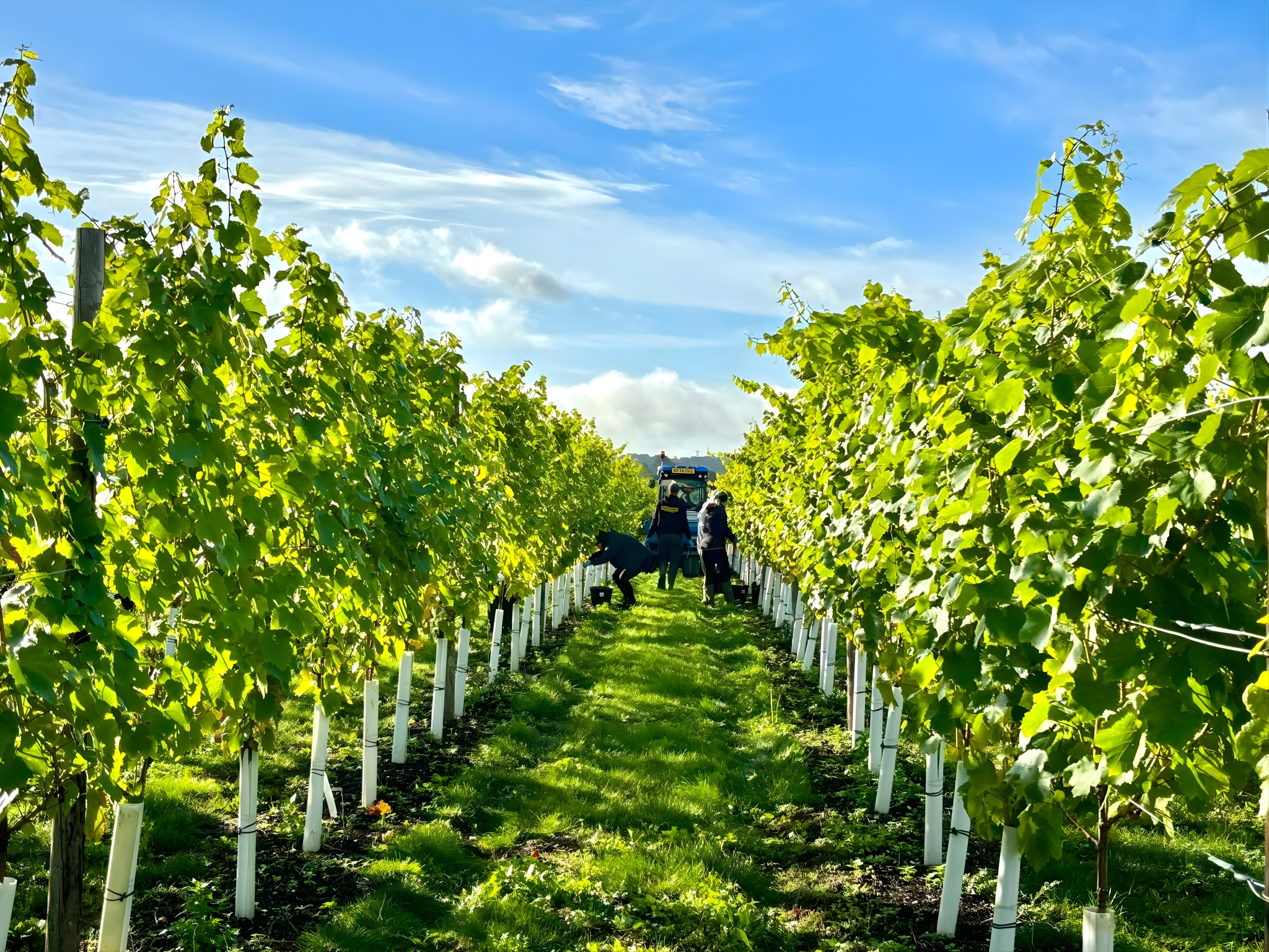 Cobham House Vineyard
