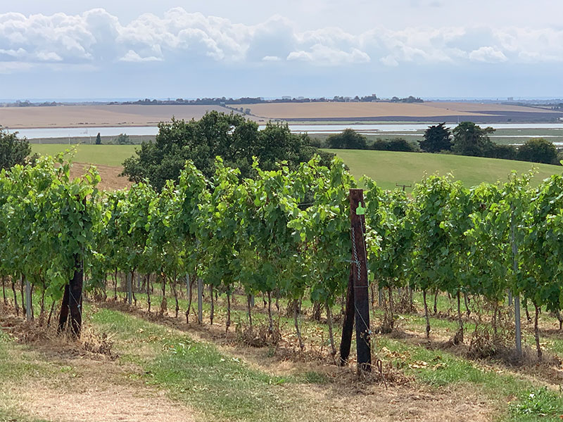 Crouch Ridge Vineyard