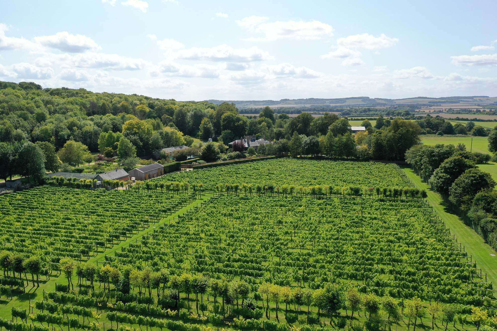 Danebury Vineyards Ltd