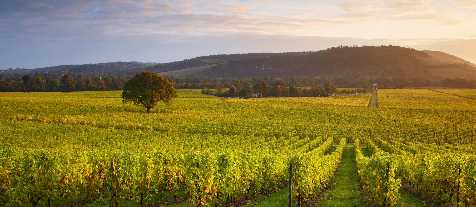 Denbies Wine Estate Limited
