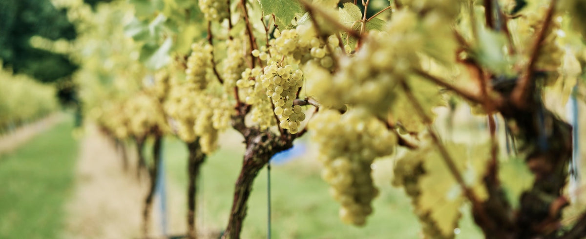 Forty Hall Vineyard