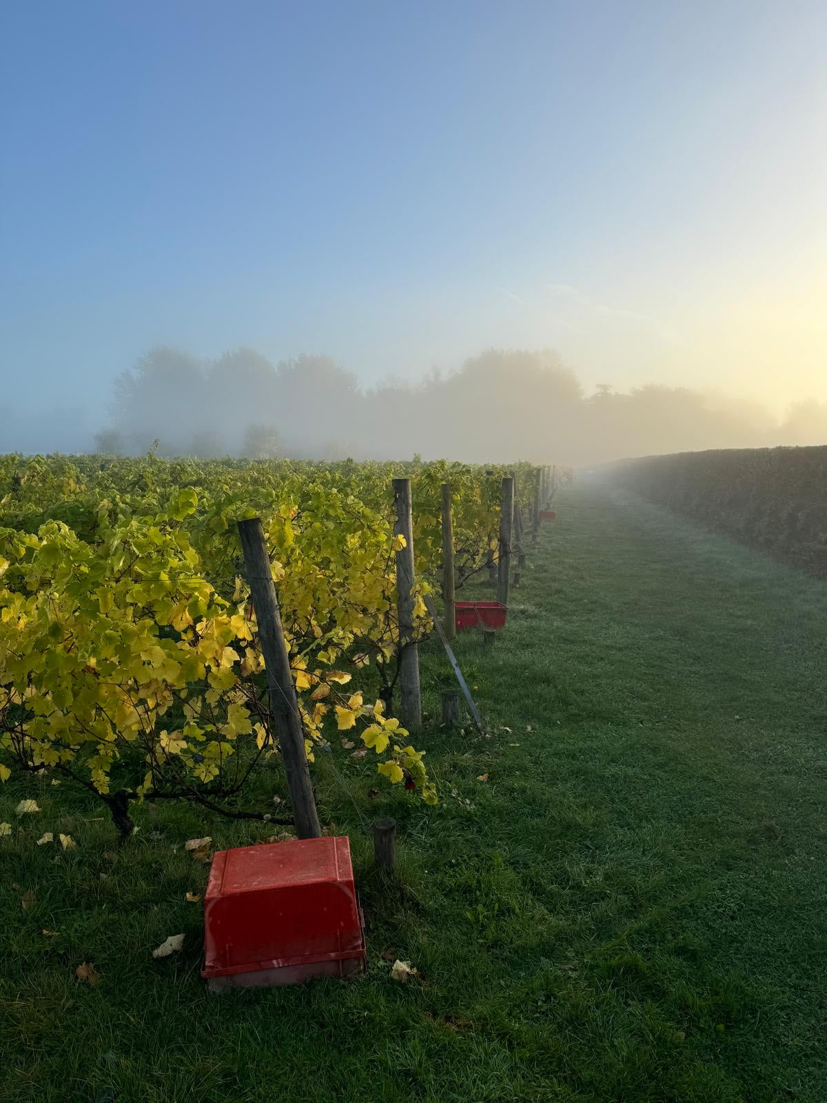 Giffords Hall Vineyard