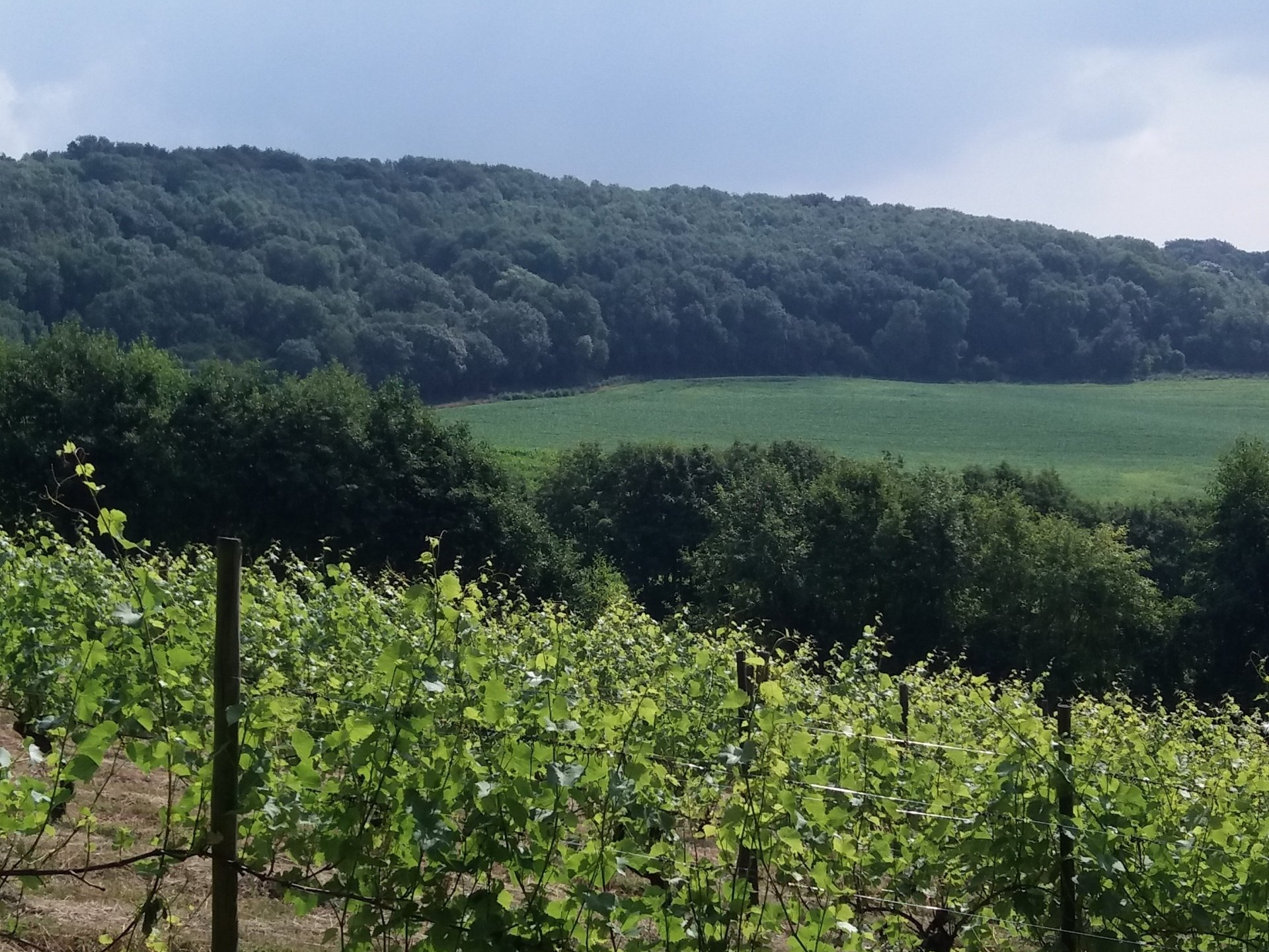 Godstone Vineyard