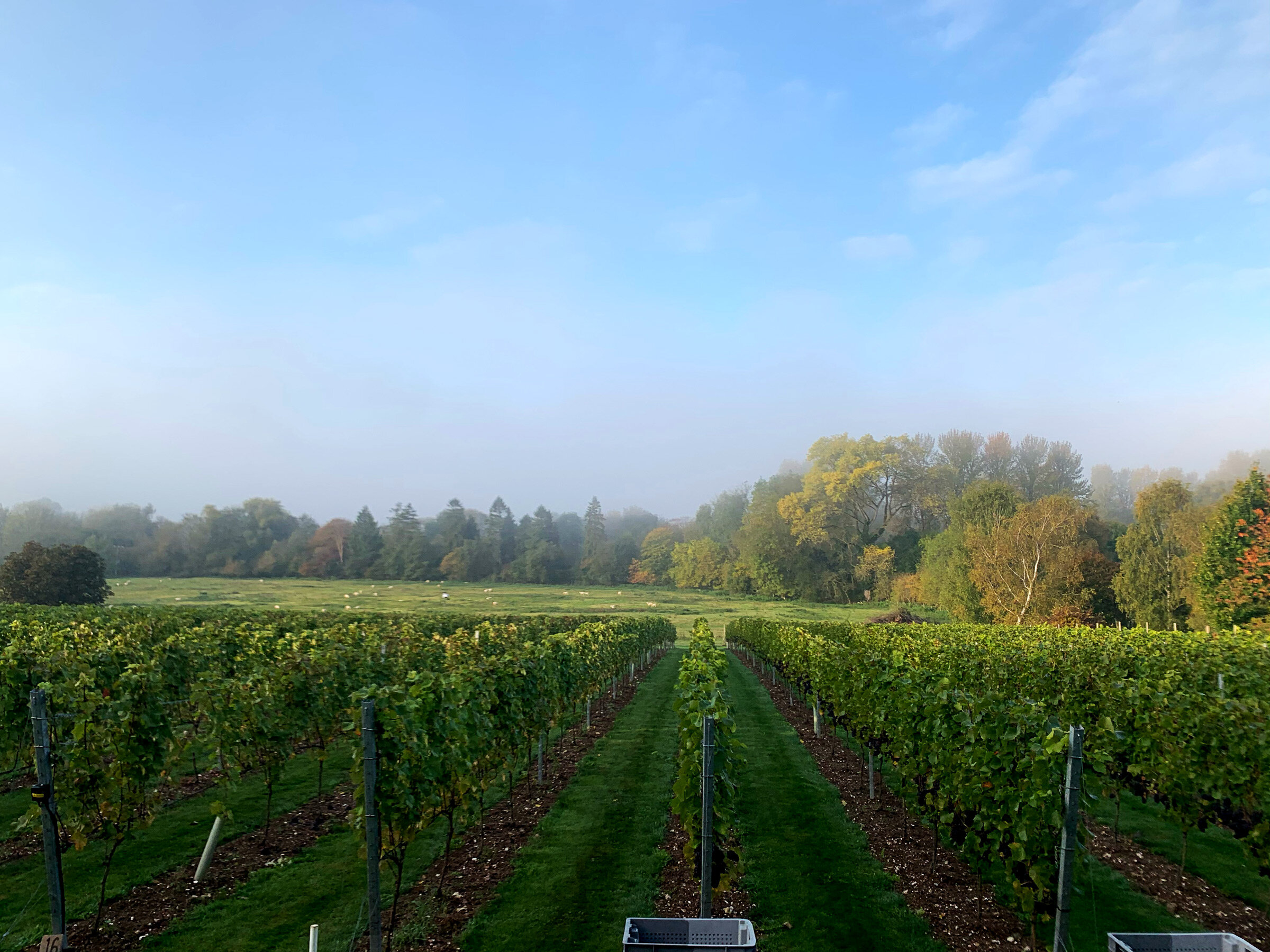 Goodworth Clatford Vineyard