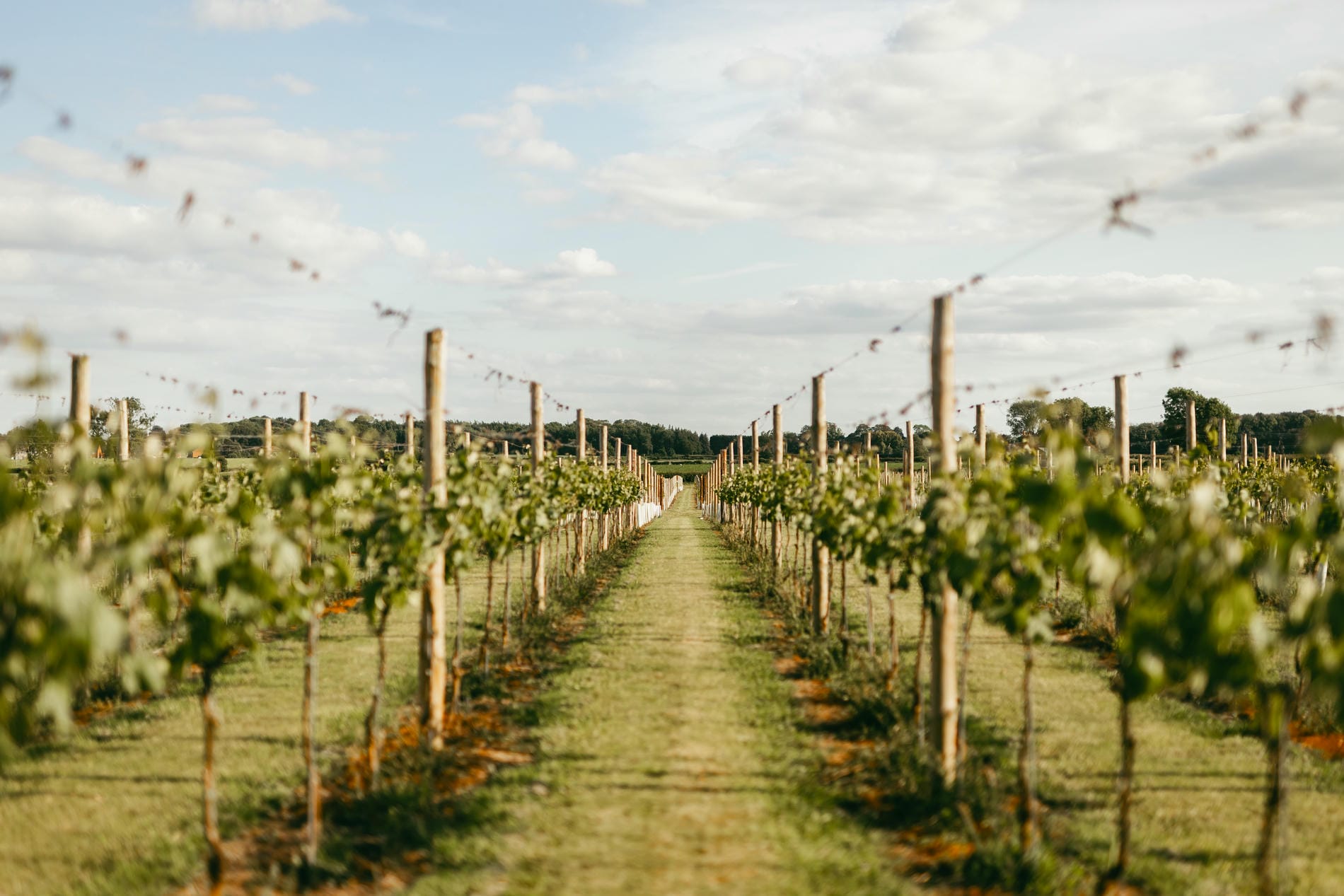 Goose Beck Vineyard