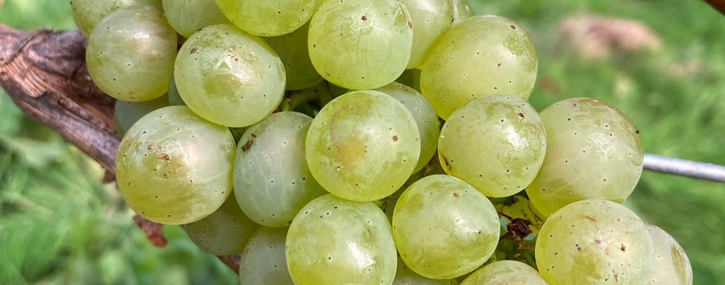 Great Loxhill Vineyard