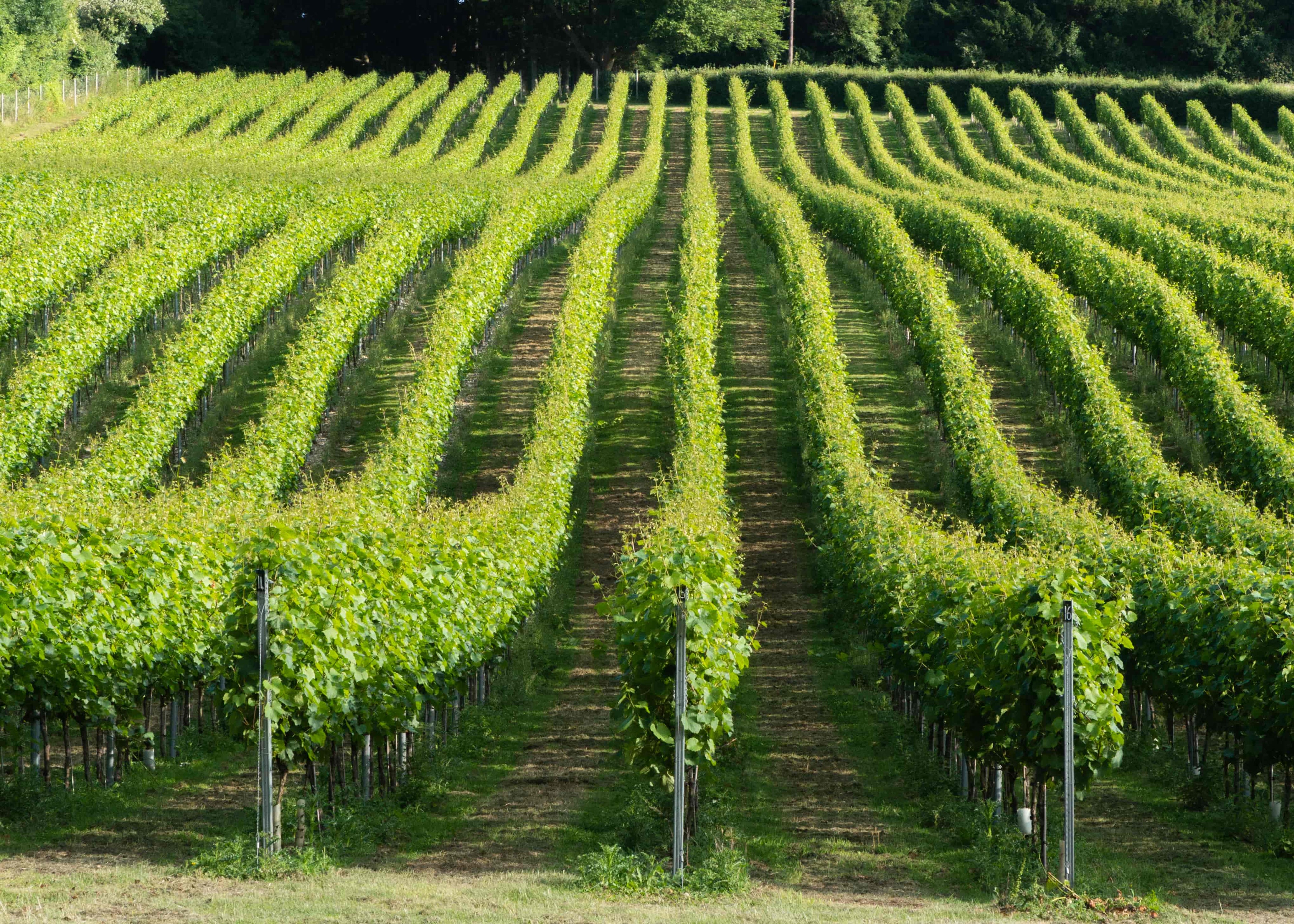 Greyfriars Vineyard