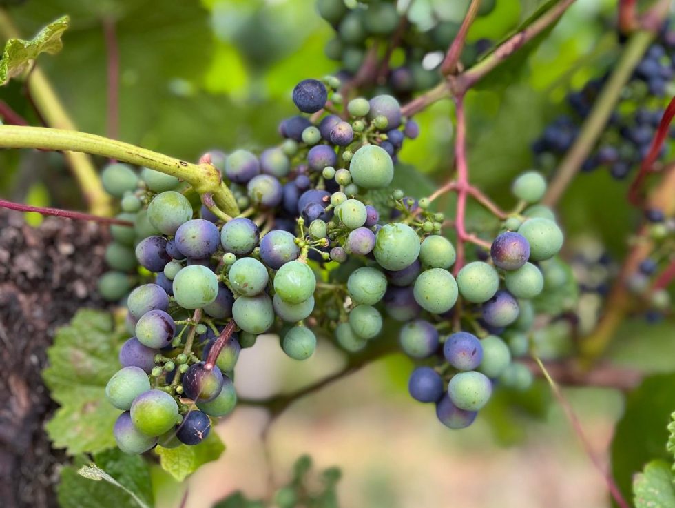 Halfpenny Green Wine Estate