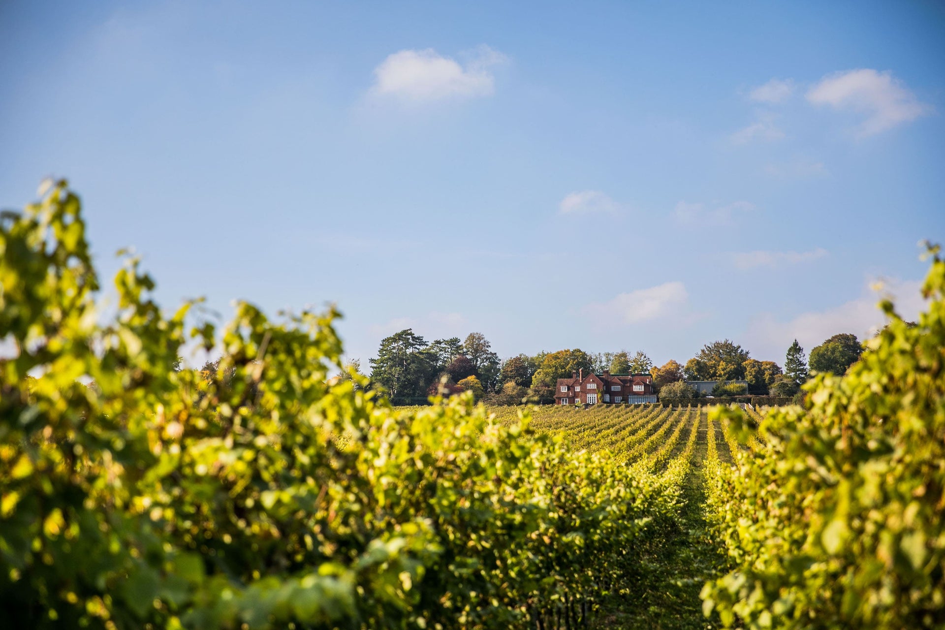 Hambledon Wine Estate