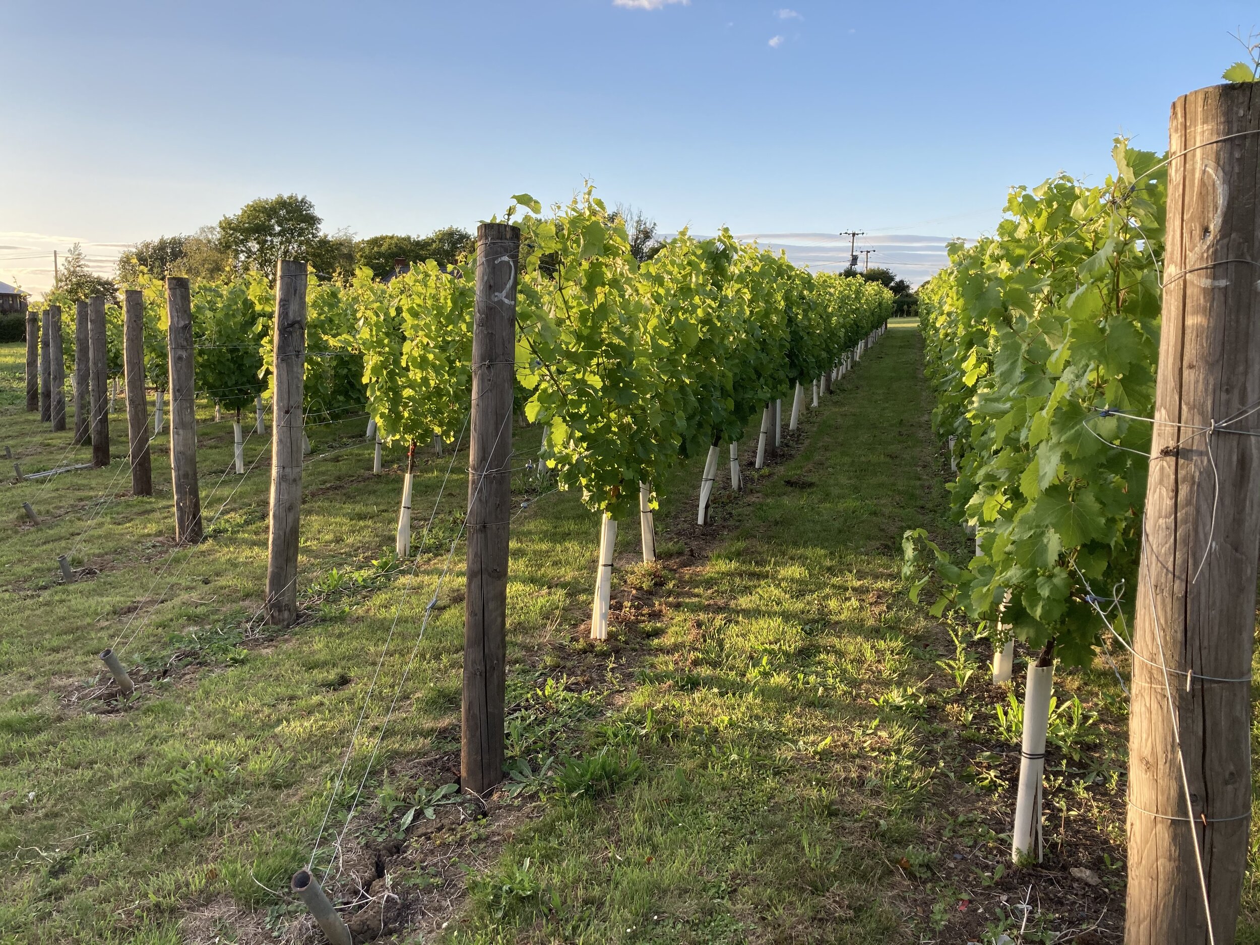 Coopers Croft Vineyard