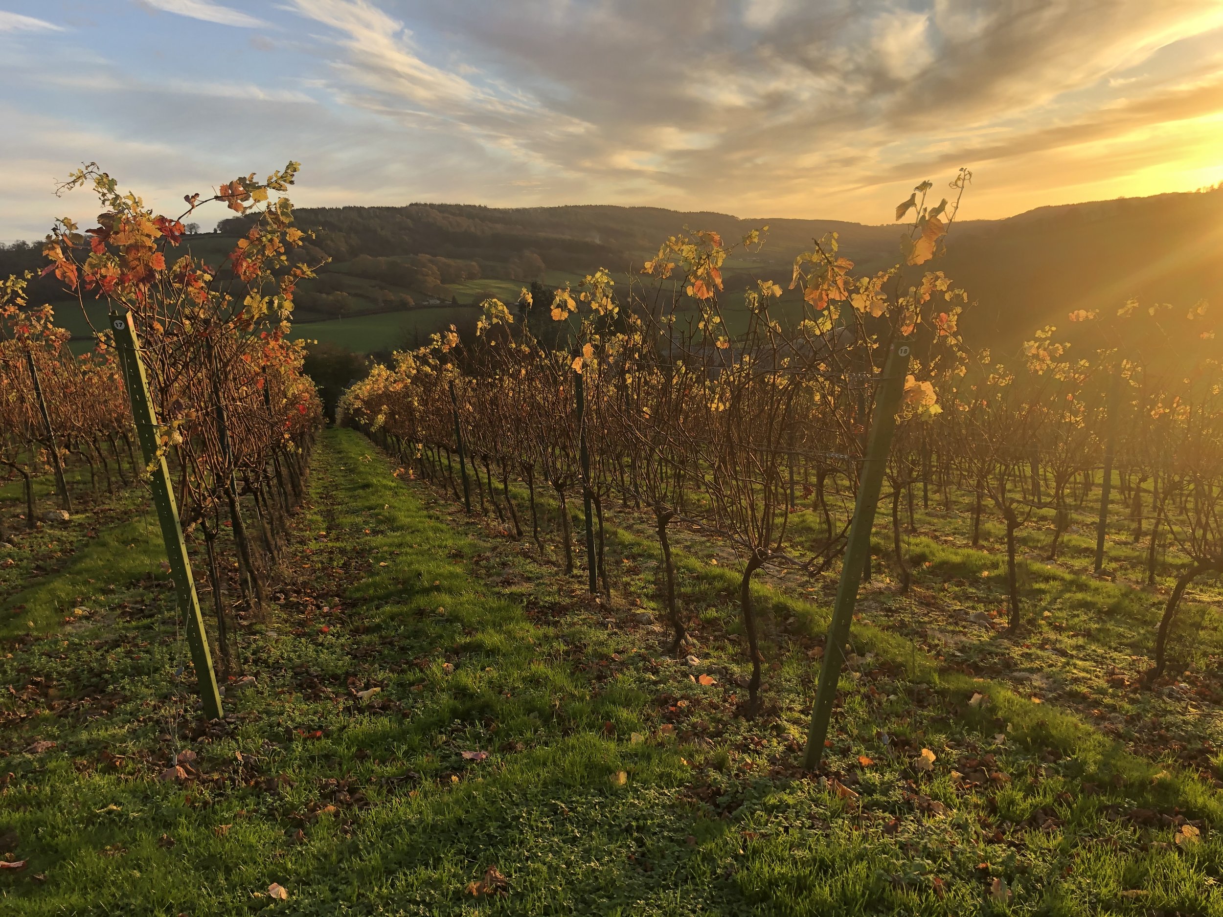 Hooperhayne Vineyard
