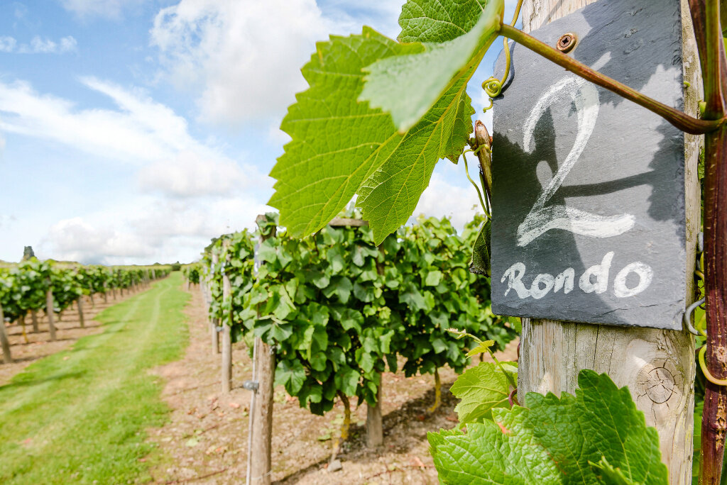 Kerry Vale Vineyard