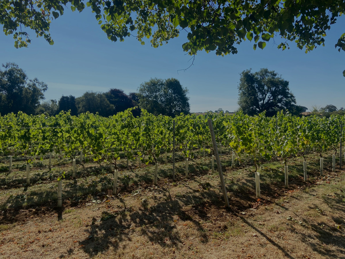 Larkhill Vineyard