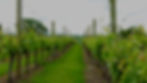 Laurel Vines, Vineyard & Winery