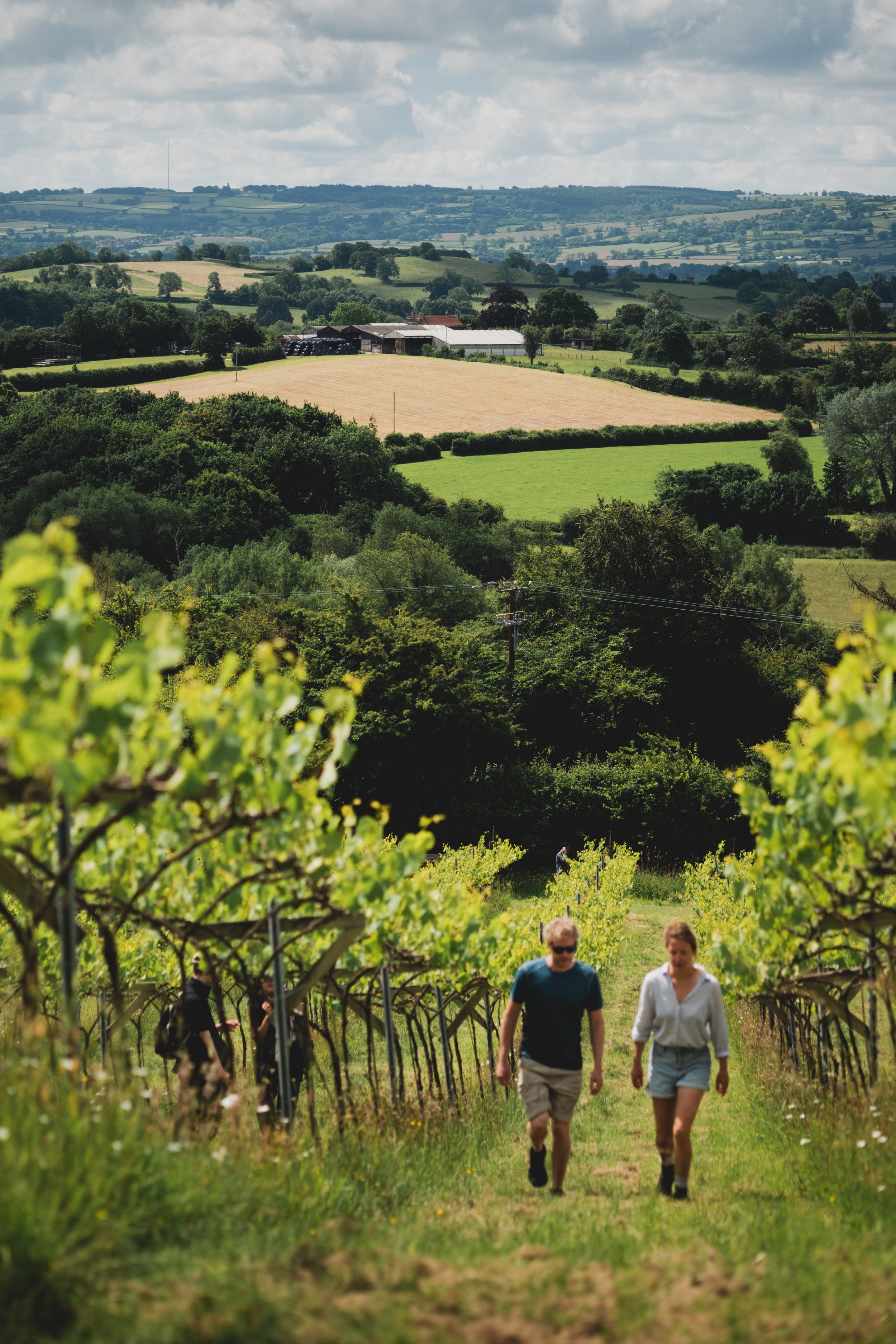 Limeburn Hill Vineyard