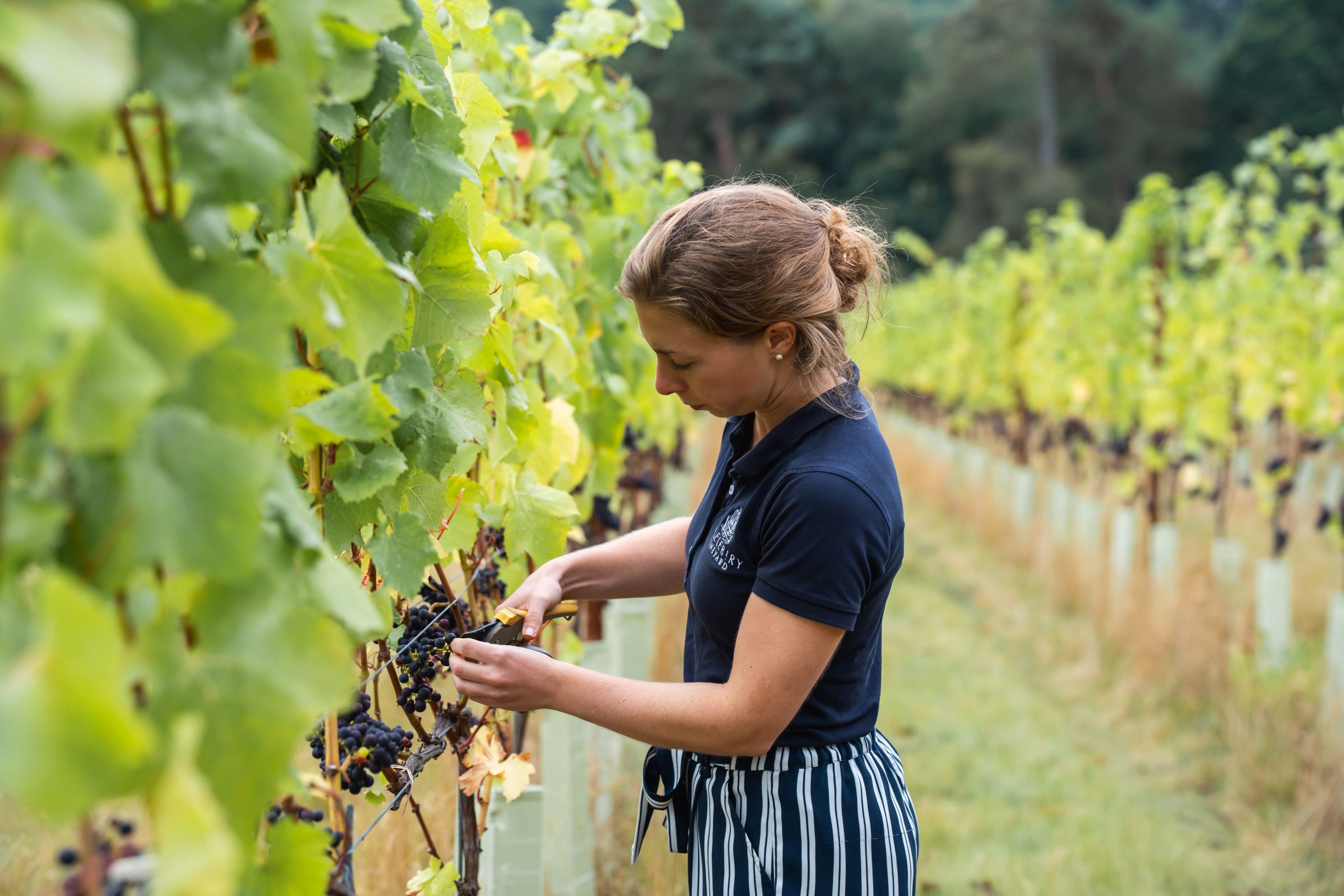 Lokkelebery Vineyard