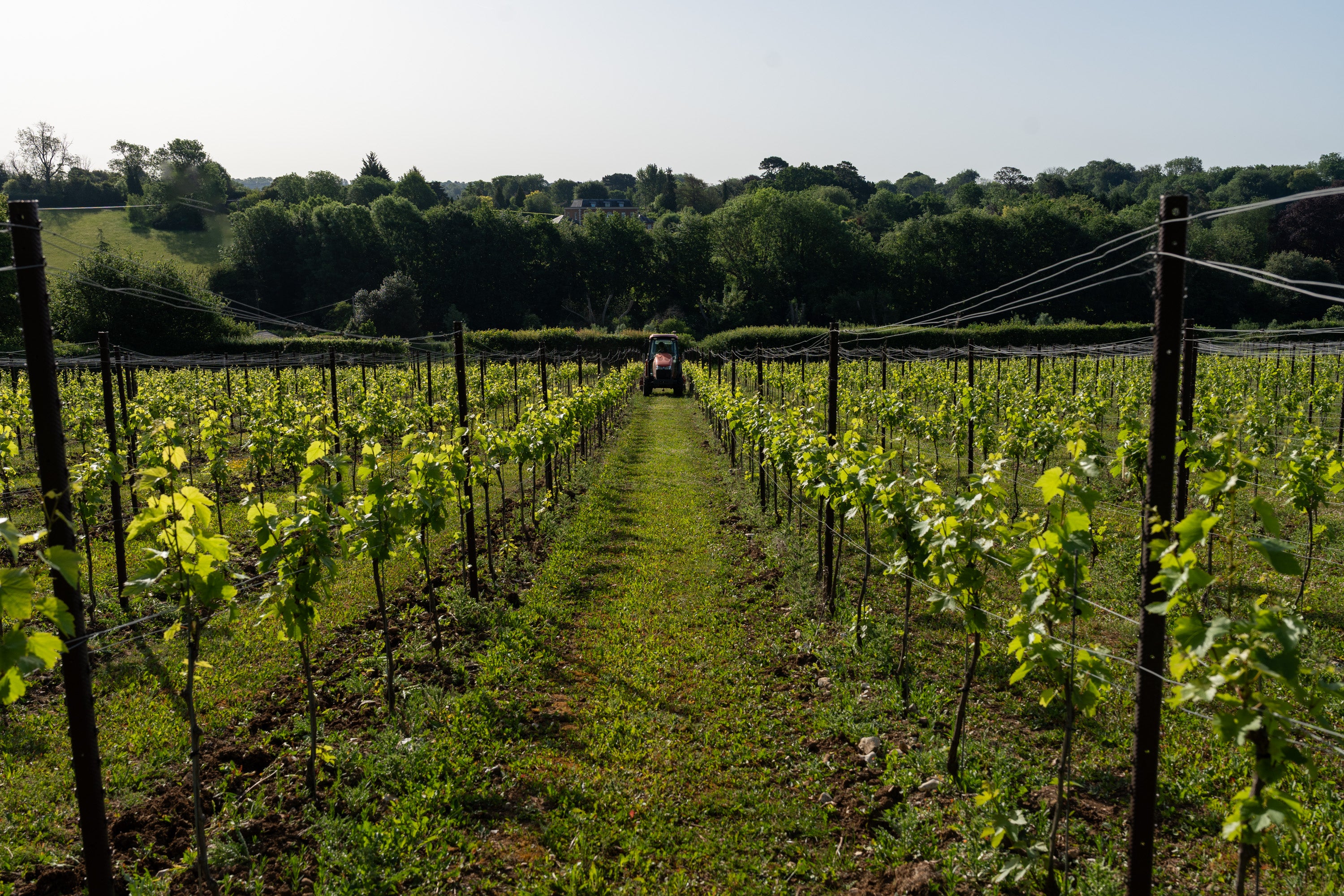 Longdown Vineyard