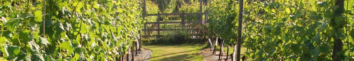 New Lodge Vineyard