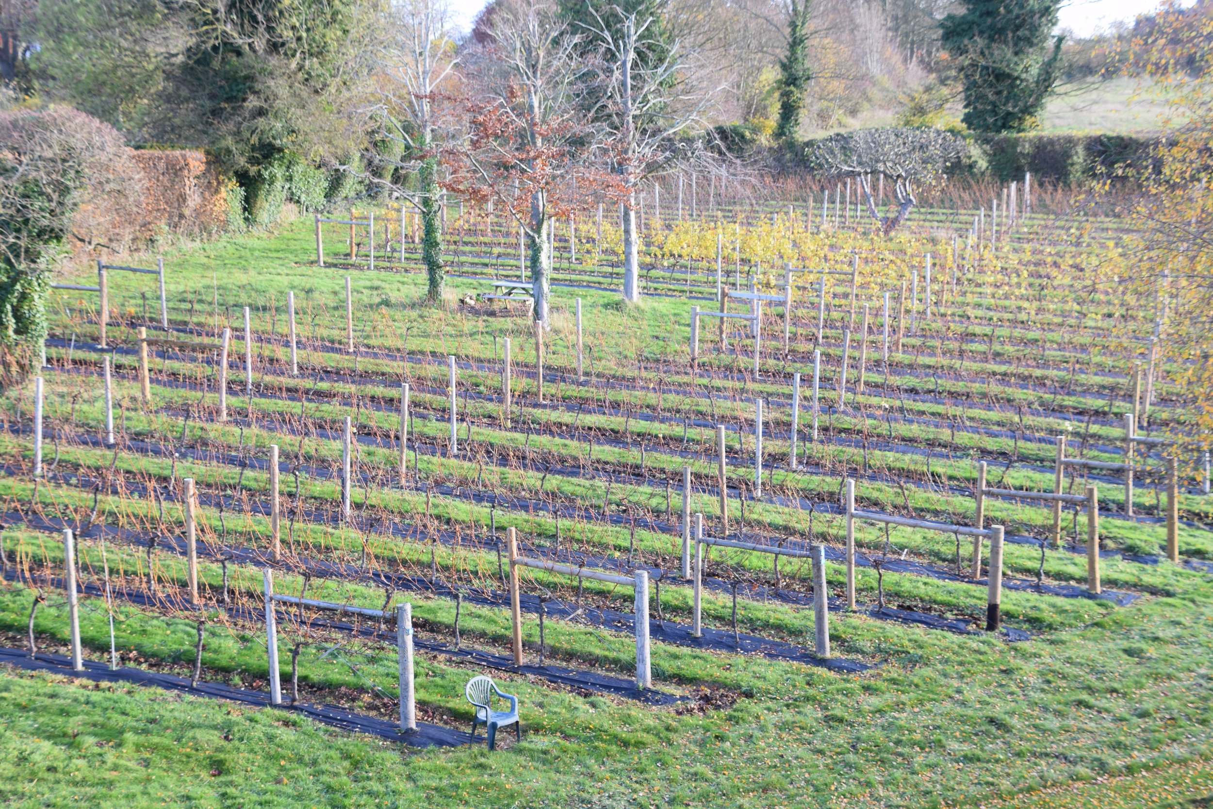 Pewley Down Vineyard