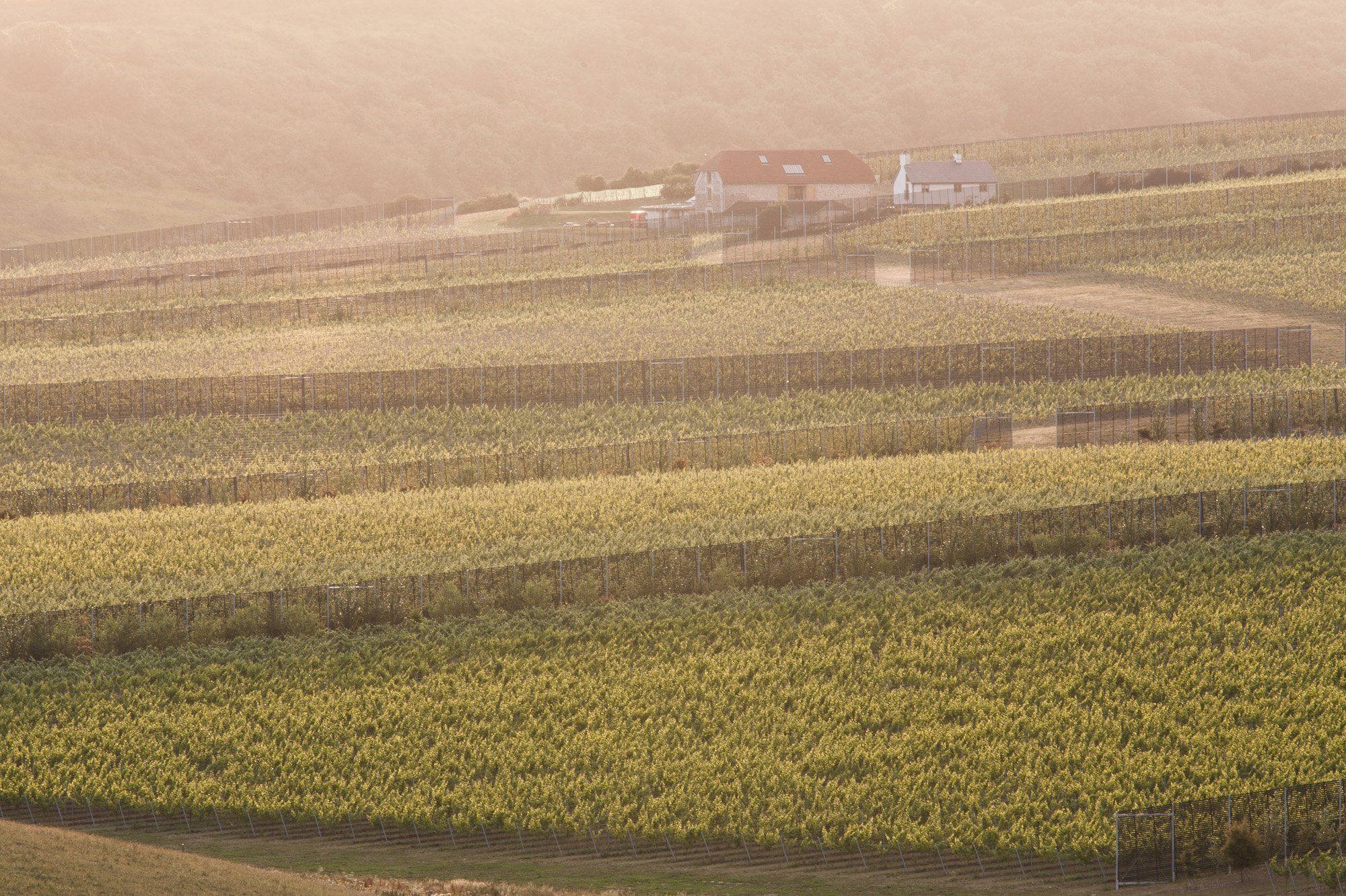 Rathfinny Wine Estate