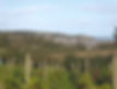 Red Wharf Bay Vineyard