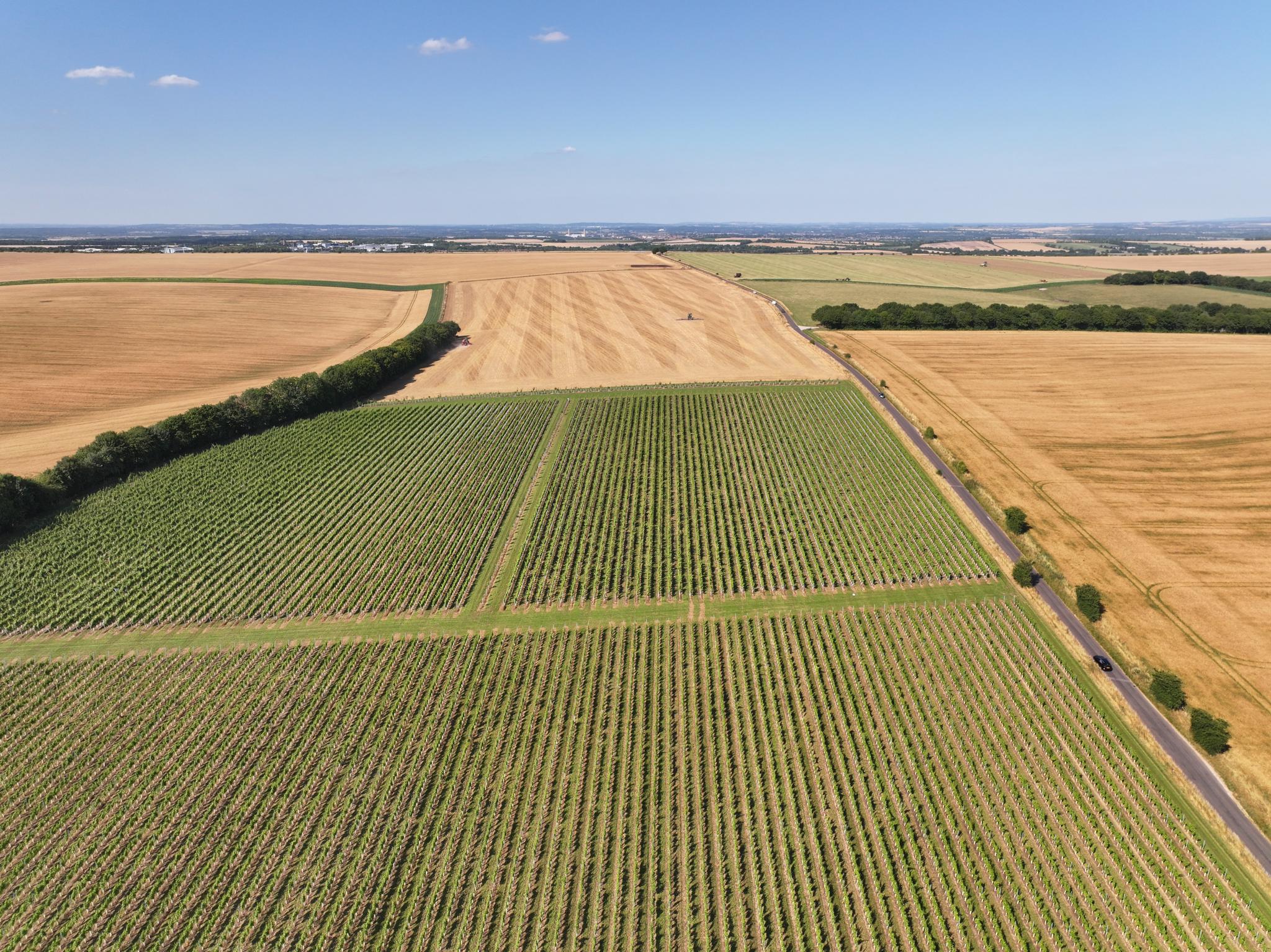 Rowles Vineyard