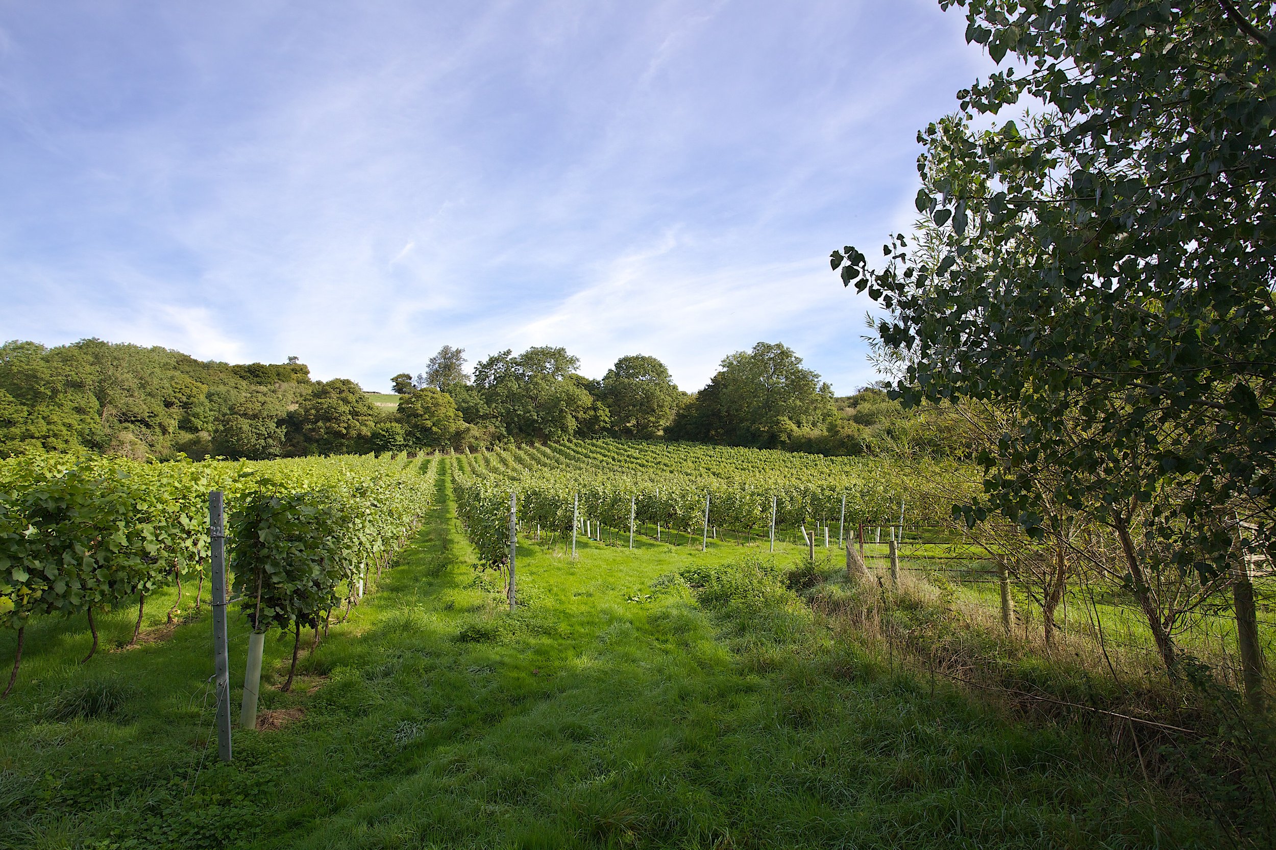 Smith And Evans Wines