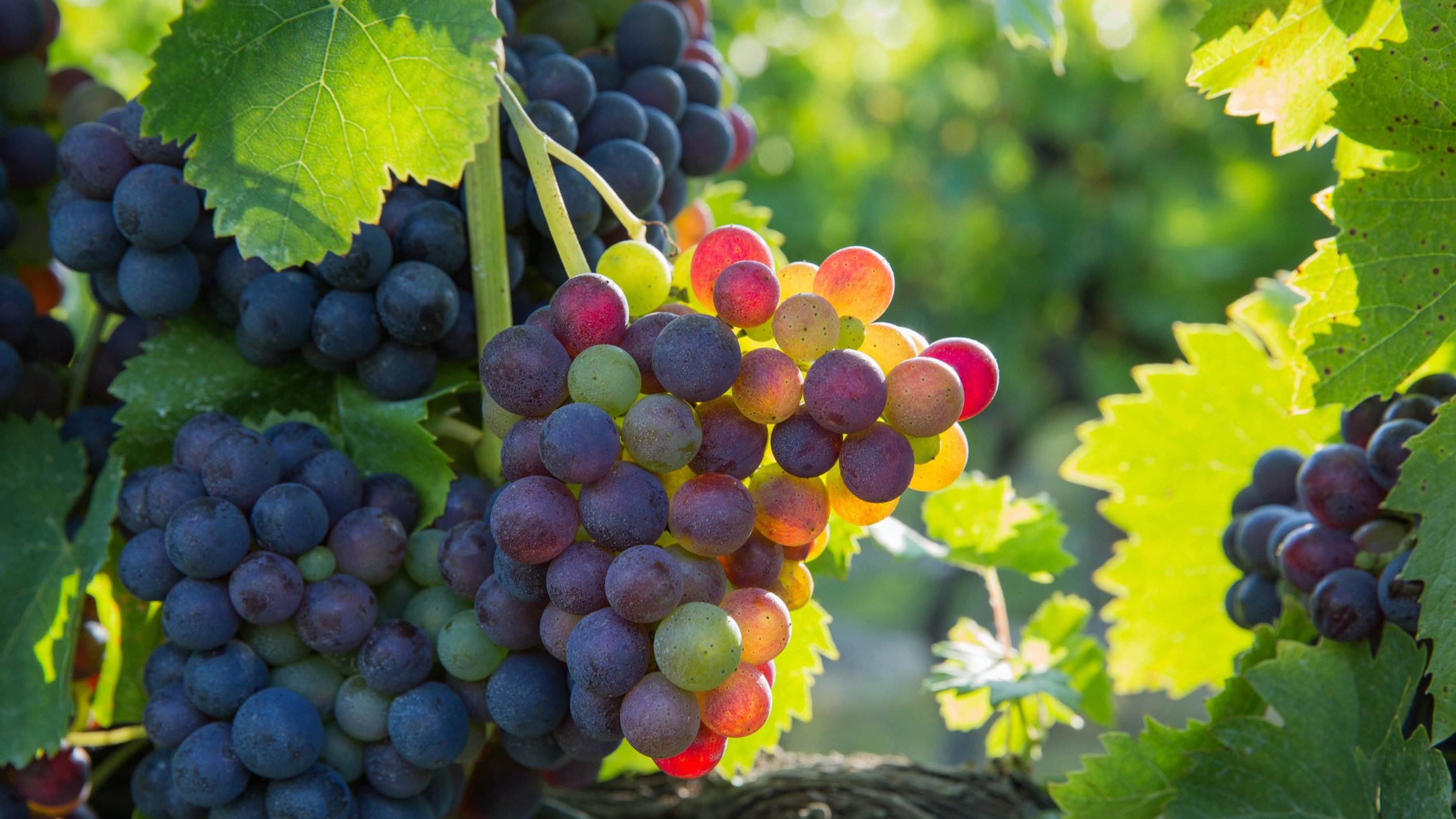 St Hilary Vineyard